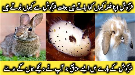 Oh My God Mind Blowing Facts About Rabbits😳🤩 Youtube