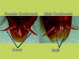 Reproductive System Of Cockroach Pictures