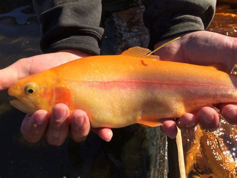Wv Hatchery Manager Shares The Secret To Catching His Trout For This