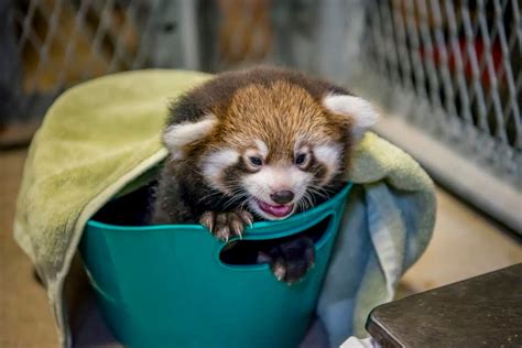 Cuteness Alert Photos Of Baby Red Panda Born At Milwaukee