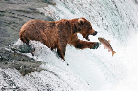 Download Wallpaper Bear River Fishing Fish Free Desktop Wallpaper In