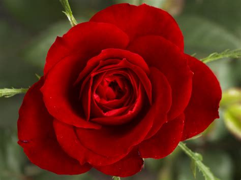 The rose is the most deeply ingrained flower in human history and human culture. Flower Wallpapers | Flower Pictures | Red Rose | Flowers ...