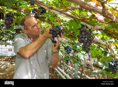 Viticulturist Winegrower Harvesting Grapes In Greenhouse Stock Photo