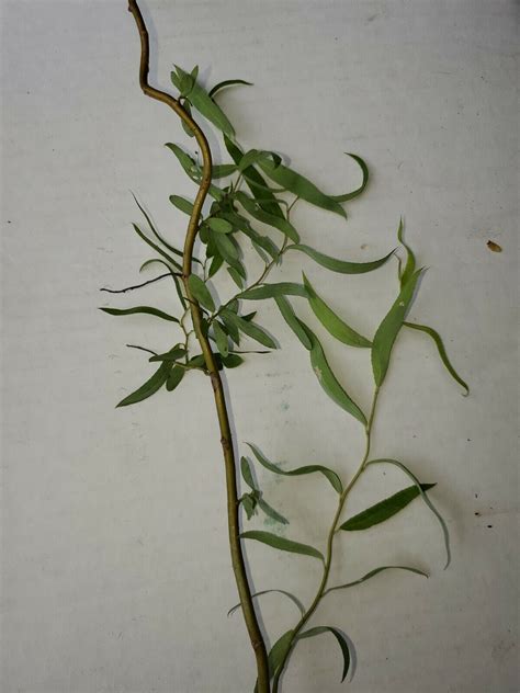 10 Curly Corkscrew Willow Cuttings Unrooted South Carolina Grown Cold Hardy Ebay
