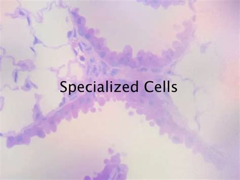 Ppt Specialized Cells Powerpoint Presentation Free Download Id9371053