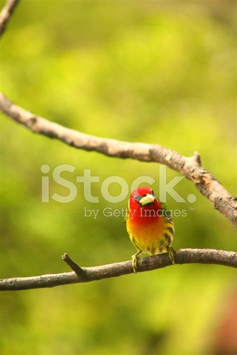 Red Bird In A Tree Stock Photo Royalty Free Freeimages