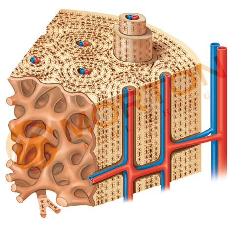Spongy Bone Diagram Quizlet