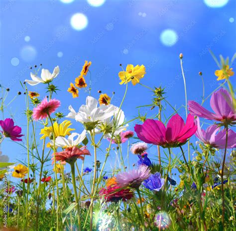 Blumenwiese Sommer Sommerwiese Hintergrund Stock Foto Adobe Stock