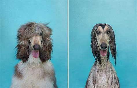 Dry Dog Wet Dog Photographer Takes Portraits Of Pooches Before And