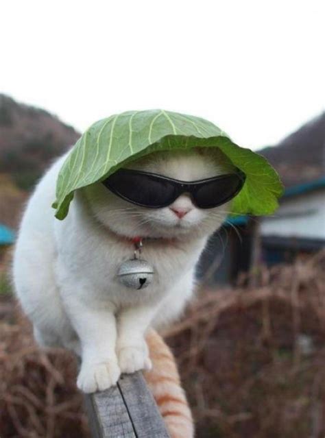 Psbattle Cat With Sunglasses And Lettuce Hat