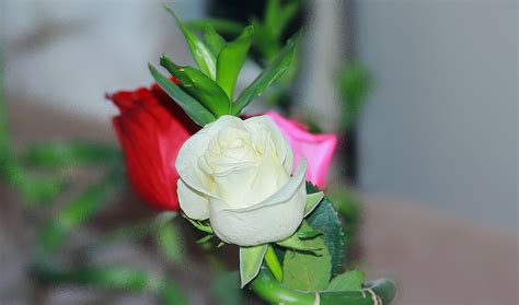 Blume Natur Blatt · Kostenloses Foto Auf Pixabay