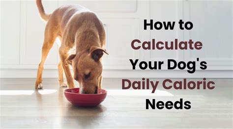 How To Use Science Diet Feeding Chart To Keep Your Dog Healthy