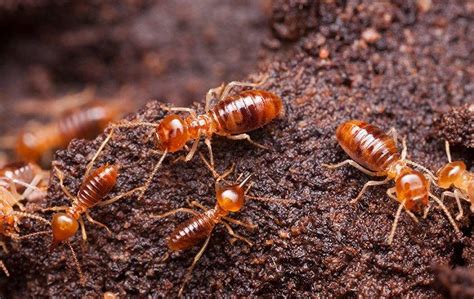 Blogs About Common Texas Pests Cantu Pest And Termite