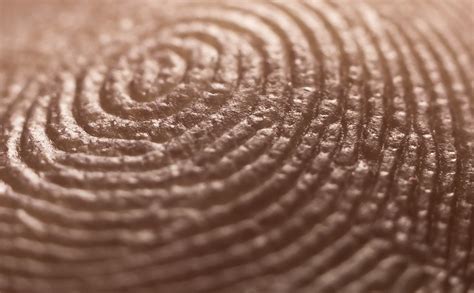 How Did I Get My Own Unique Set Of Fingerprints? - Gizmodo ...
