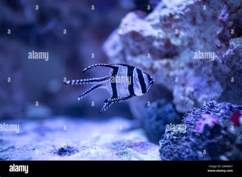 Striped Tropical Fish Hi Res Stock Photography And Images Alamy