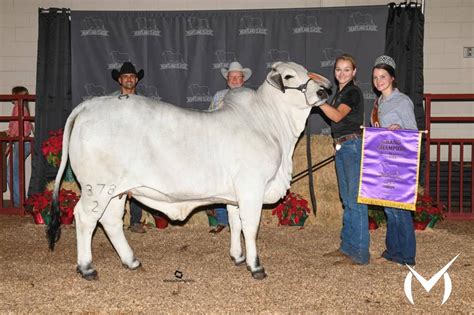 Champion Brahman Cattle Bulls Heifers Show Cattle Moreno Ranches