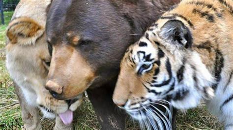 A Lion Bear And Tiger Grew Up Together On A Sanctuary Show What Real