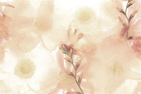 Beige Anemone Flower Background Premium Image By Jira