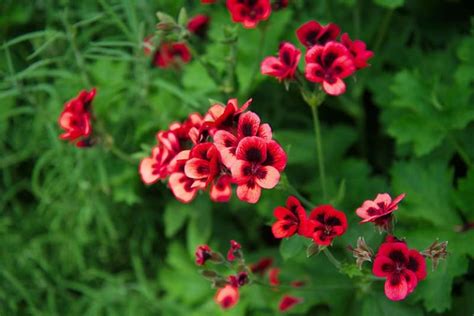 15 Of The Best Scented Geranium Varieties Gardeners Path