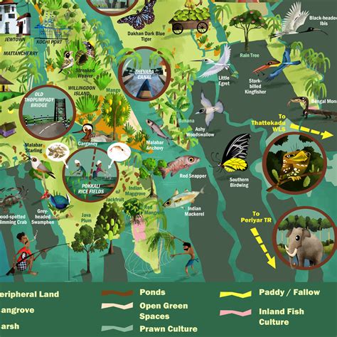 Mangalavanam bird sanctuary, situated in the heart of kochi, is a very famous mangrove vegetation and a home to various species of migratory birds. Green Humour: Kochi- an Urban Biodiversity Map
