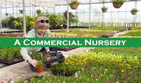 A Commercial Nursery For Plants How To Prepare In 21 Steps Basic