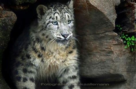 Leopards Snow Leopard Panther Lion Tiger Animals Leo Animales