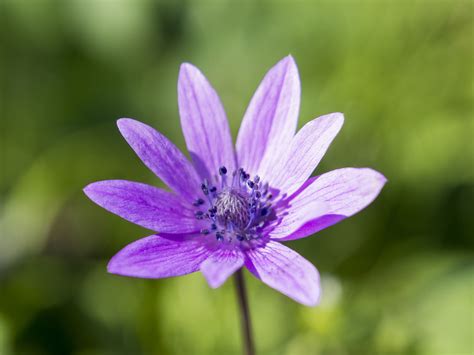 Vedi altri colori disponibili qui! Fiore viola | JuzaPhoto