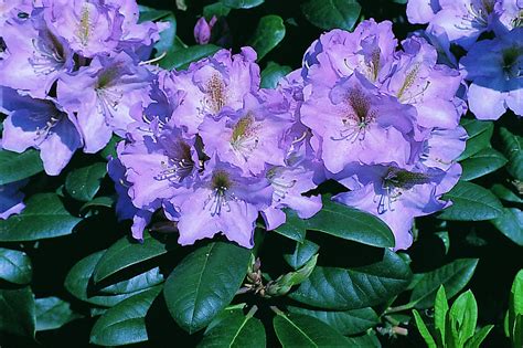 Alppiruusu Rhododendron Lavender Princess