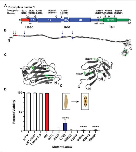 Figure 1 From Effects Of Mutant Lamins On Nucleo Cytoskeletal Coupling