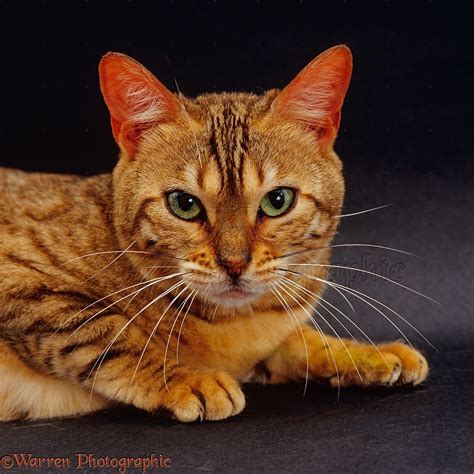 Brown Spotted Bengal Female Cat Photo Wp15658
