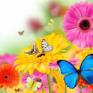 10, Top, Butterfly, With, Flowers, Wallpapers, Full, Hd, 1920, U00d71080