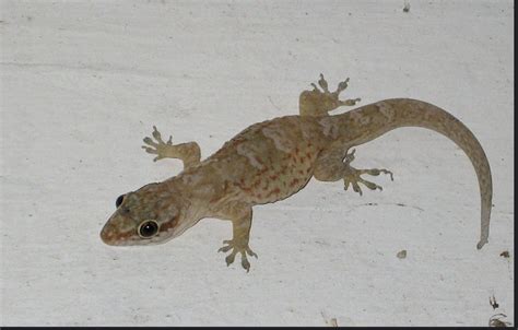 The 5 Most Annoying Things About Croaking Lizards Panmedia