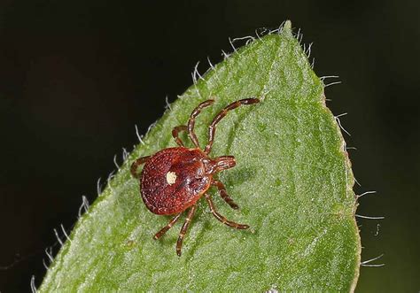 Lonestar Tick Bite Cause Meat Allergy The Iola Register