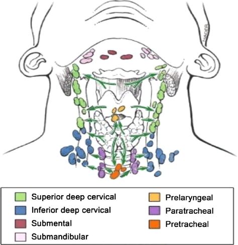 How To Drain A Lymph Node In The Neck Best Drain Photos Primagemorg