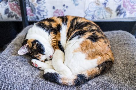 Lavender are uncommon herbs that can be used to increase the player's colony influence. 8 Questions About Calico Cats — Answered - Catster