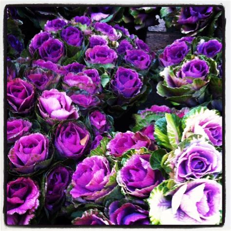 High end italian food specialty retail store. Cabbage Flowers - Kings Cross Market, Sydney | Cabbage ...