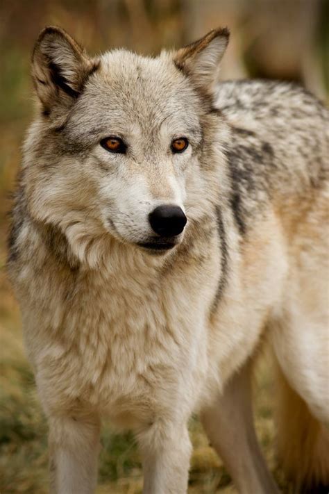 Piercing By Scott Denny Timber Wolf Wolf Dog Wild Dogs Wolf Photos