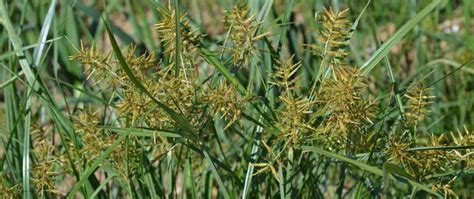 Identify And Kill Nutsedge Or Nutgrass In Lawns Weeds In Lawn