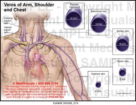 Veins Of Arm Chest And Shoulder Medical Exhibit Medivisuals