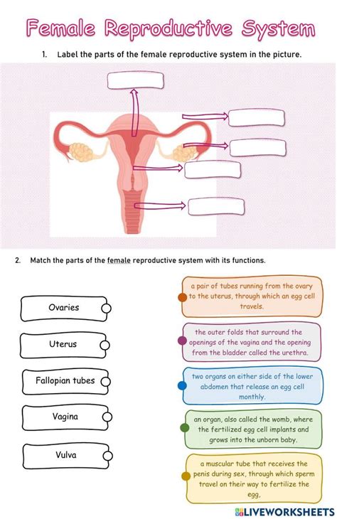 Female Reproductive System Activity For Grade Reproductive System Reproductive System