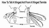 Pictures of Winged Termite Size
