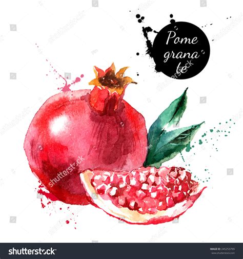 Pomegranate Watercolor Images Stock Photos Vectors Shutterstock