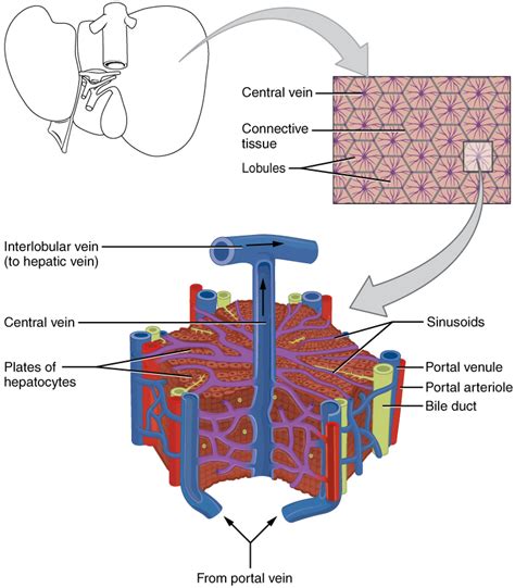 This diagram depicts location of liver in human anatomy. Accessory Organs in Digestion: The Liver, Pancreas, and ...