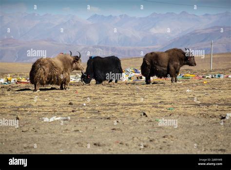 Three Yaks In Tibet Stock Photo Alamy