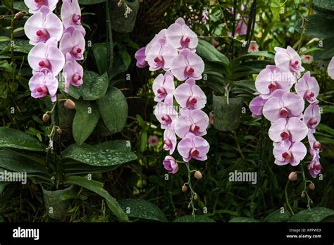 Tropical Orchid Garden Landscaping With Tropical Plants Stock Photo
