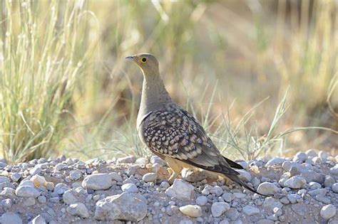 Sand Grouse Stock Photos Pictures And Royalty Free Images Istock