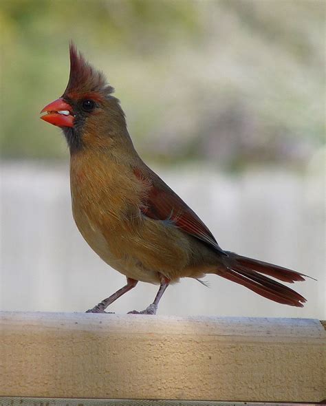 Northern Cardinal A True Southeast Native Birds And Blooms