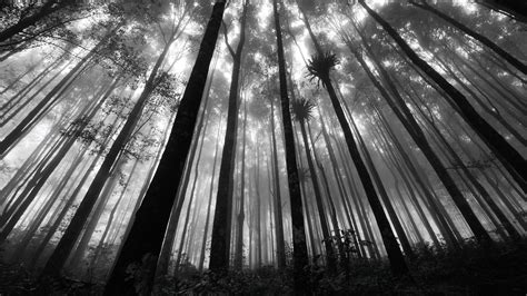 Anime Black And White Scenery Hd Wallpapers Wallpaper Cave