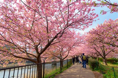 Beautiful Kawazu Sakura Festival Cherry Blossom Full Bloom Editorial