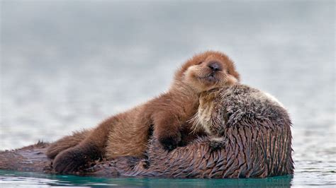 Pw Sea Otter Pup Bing Wallpaper Download